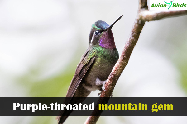 Purple-throated mountain gem