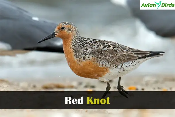 Red Knot