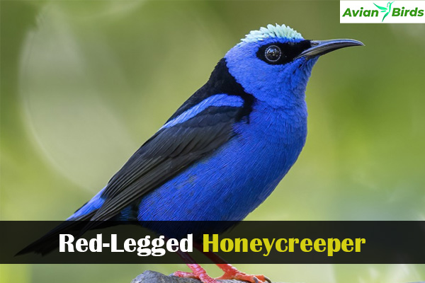 Red-Legged Honeycreeper