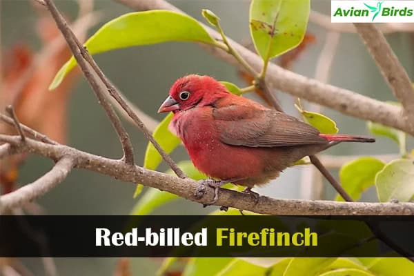 Red-billed Firefinch