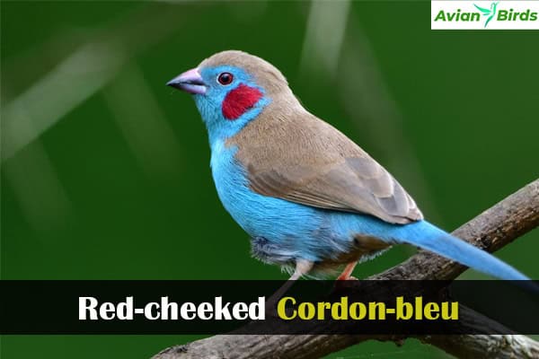 Red-cheeked Cordon-bleu