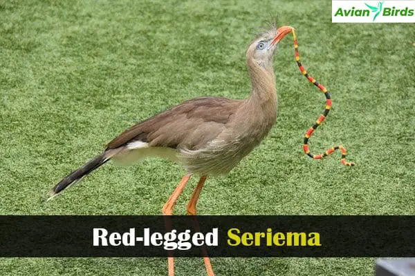 Red-legged Seriema