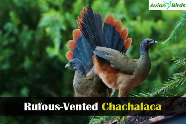 Rufous-Vented Chachalaca