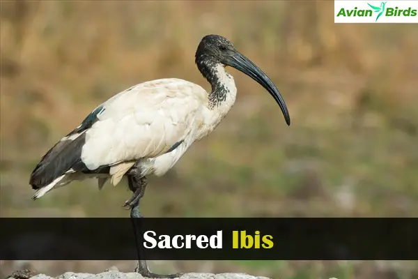 Sacred Ibis