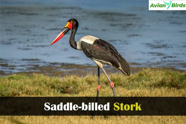 Saddle-billed Stork