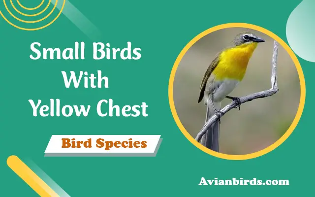 Small Birds With Yellow Chest