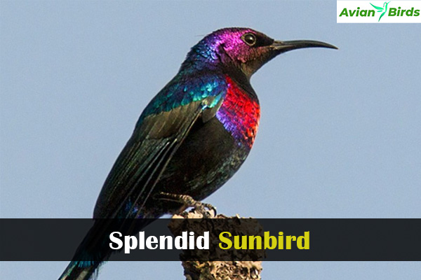 Splendid Sunbird