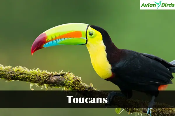 Toucans