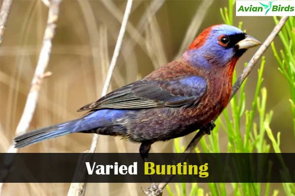 Varied Bunting