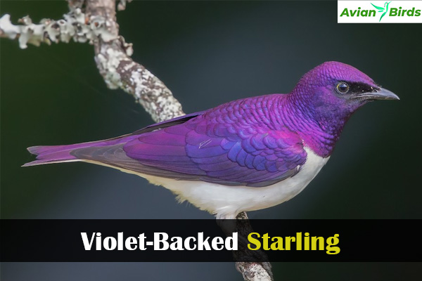 Violet-Backed Starling