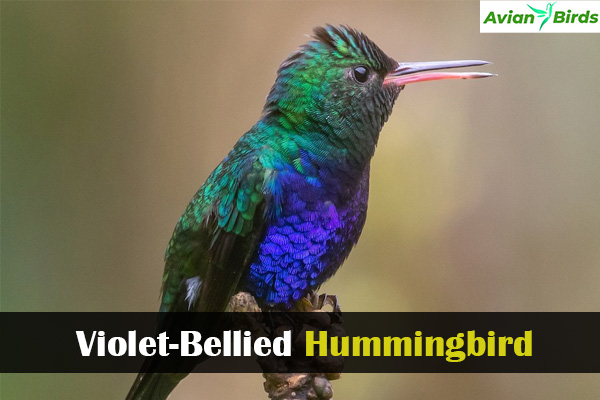  Violet-Bellied Hummingbird