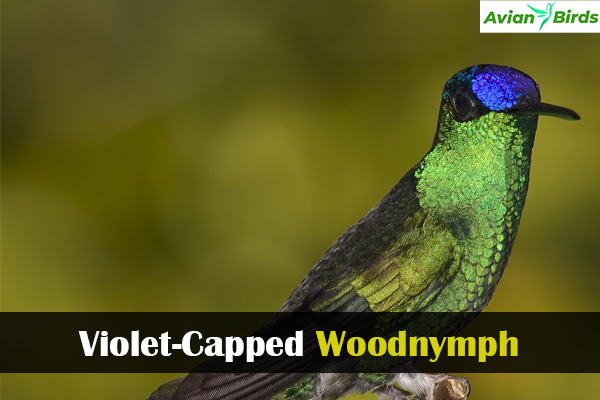 Violet-Capped Woodnymph