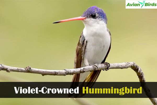 Violet-Crowned Hummingbird