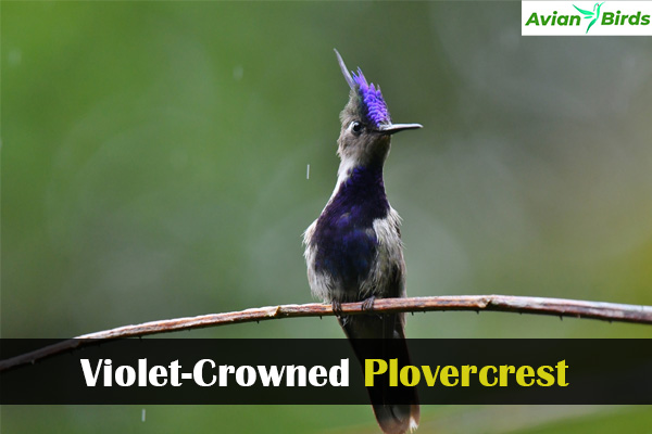 Violet-Crowned Plovercrest