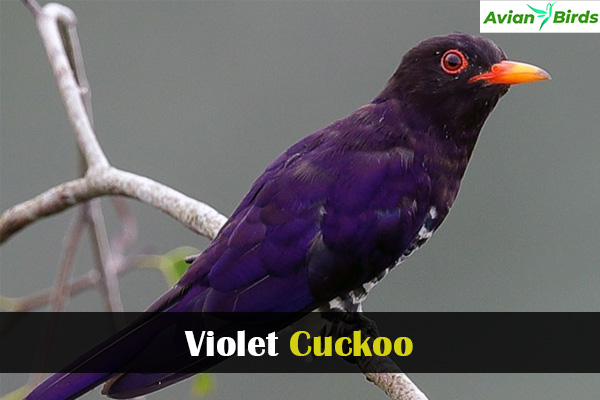 Violet Cuckoo