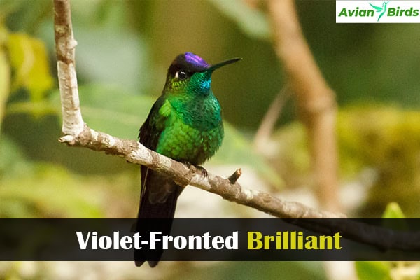 Violet-Fronted Brilliant