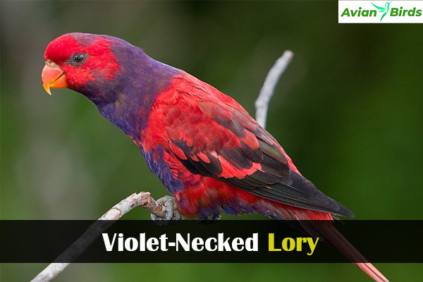Violet-Necked Lory