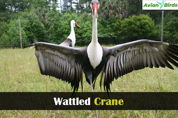 Wattled Crane