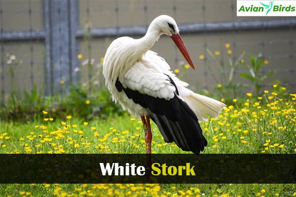 White Stork