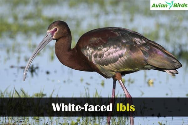 White-faced Ibis